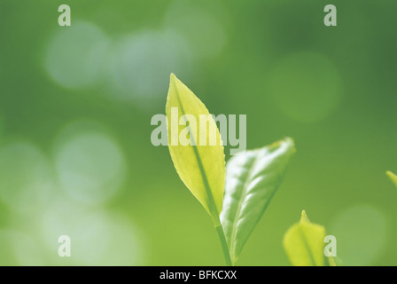 Teeblätter hautnah Stockfoto