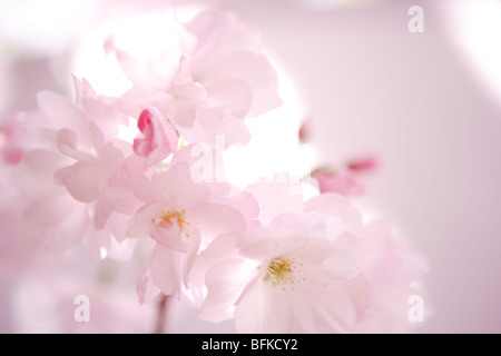 Schließen Sie herauf Bild der Kirschblüte Stockfoto