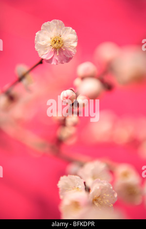 Pflaumenblüte Stockfoto