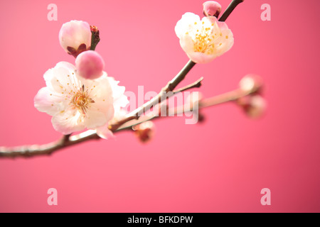 Pflaumenblüte Stockfoto