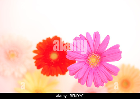 Gerbera Daisies Stockfoto