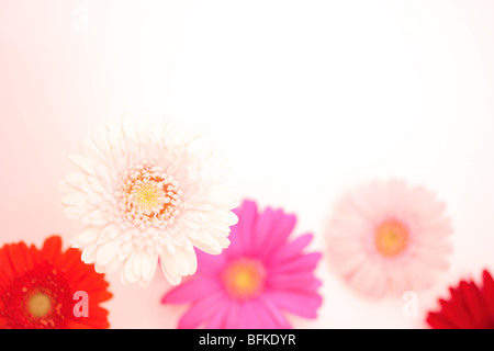 Gerbera Daisies Stockfoto