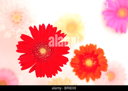 Gerbera Daisies Stockfoto