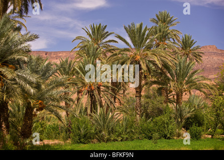 AGDZ, Marokko - Palmen am Tamnougalt Kasbah im Atlas-Gebirge. Stockfoto