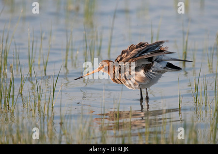 Limosa Uferschnepfe schwarz Uferschnepfe angebundene Stockfoto