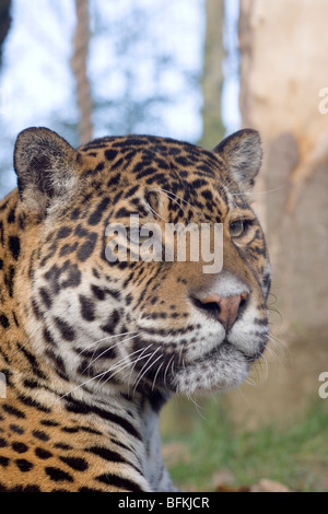 Jaguar (Panthera Onca). Porträt. Stockfoto