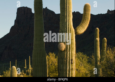 Saguaro Kaktus (Carnegiea Gigantea) Organ Pipe National Monument, Arizona Stockfoto