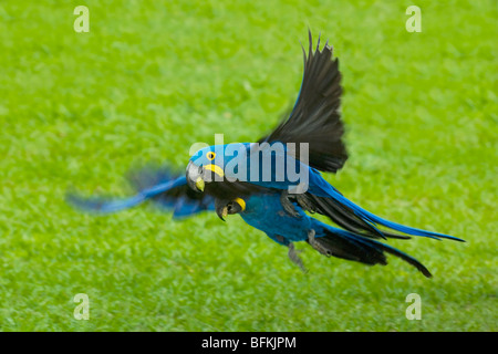 Hyazinth Ara (Anodorhynchus Hyacinthinus) paar fliegen mit Palmnüssen, nördliche Pantanal Mato Grosso, Brasilien Stockfoto