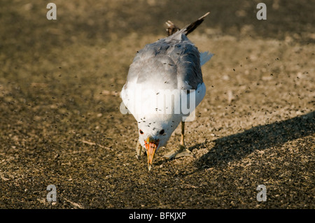 Kalifornien Gull (Larus Californicus) Fütterung auf Alkali fliegen (Ephydra Hians) Mono Lake, Kalifornien Stockfoto