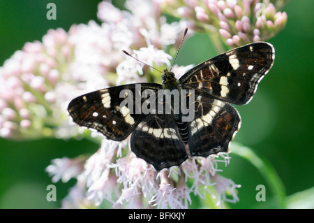 Butterfly (Sommerform) Araschnia Levana zuordnen. Vorderflügelunterseite, Slowenien, August Stockfoto