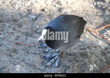 Ein Wasserhuhn mit großen blauen gelappt Zehen, Crystal Palace Park, London Stockfoto