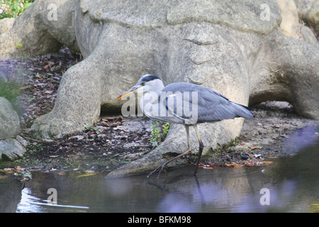 Ein Reiher Fischen neben der viktorianischen Dinosaurier im Crystal Palace Park Stockfoto