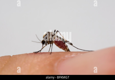 Weiblichen Mücken (möglicherweise Aedes Aegypti) Blutentnahme aus einer menschlichen Wirt Stockfoto