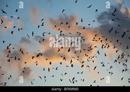 Mexikanische Freetail Fledermäuse vor Brasiliensis fliegen in der Dämmerung aus Bracken Cave Texas USA Stockfoto