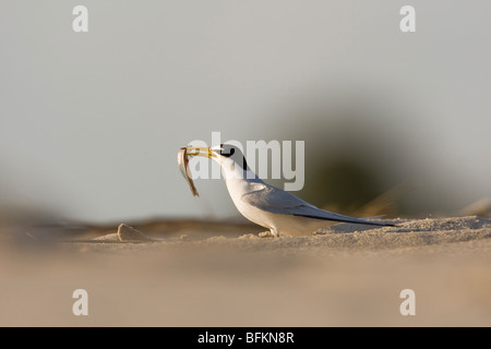 Wenigsten Seeschwalbe (Sterna Antillarum) thront am Strand mit kleinen Fischen im Schnabel Stockfoto