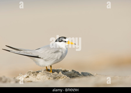 Wenigsten Seeschwalbe (Sterna Antillarum) Stockfoto