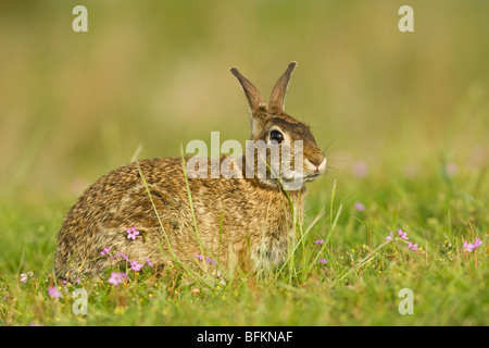Östlichen Cottontail Kaninchen (Sylvilagus Floridanus) Stockfoto