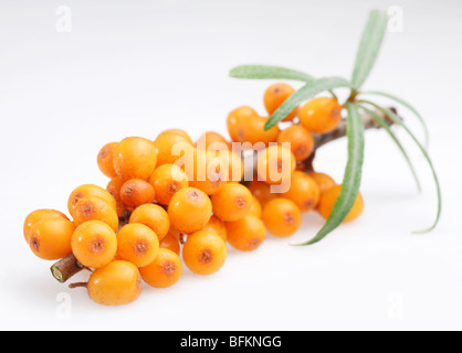 Sanddorn auf weißem Hintergrund Stockfoto