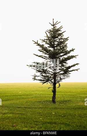 Fichte an einem nebligen Morgen.  Assiniboine Park, Winnipeg, Manitoba, Kanada. Stockfoto