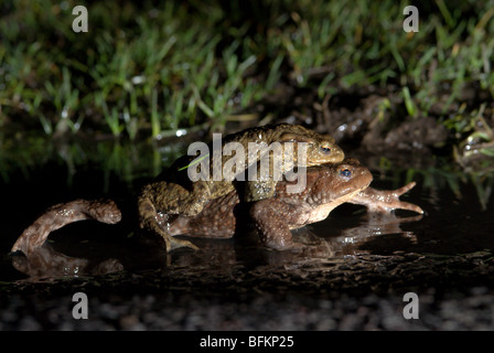 Gemeinsamen Kröte (Bufo Bufo) paar in Amplexus in einer Pfütze Kreuzung Straße unterwegs zur Zucht Teich Paarung. Midhurst, Sussex, UK Stockfoto