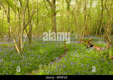 Pfad durch Bluebell-Wald in altem Haselnusswald mit Standard-Eichen in der Nähe von Petworth, West Sussex, Großbritannien. April, South Downs National Park Stockfoto