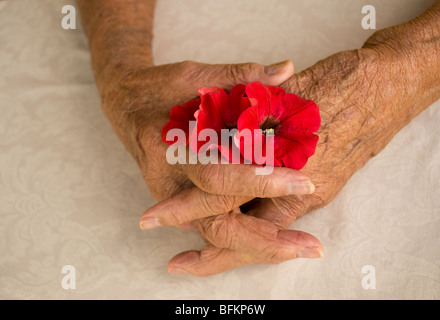 ältere Hände gefaltet, die Stiefmütterchen Blume auf weißem Hintergrund Stockfoto