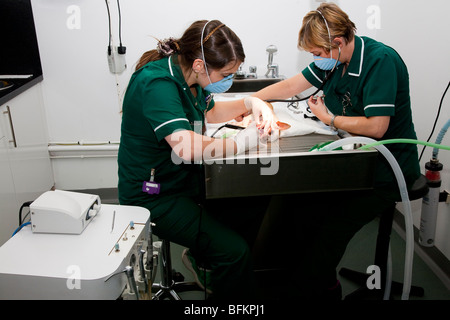 Tierärztliche Krankenschwestern durchführen eine zahnärztliche Behandlung eines Hundes Stockfoto