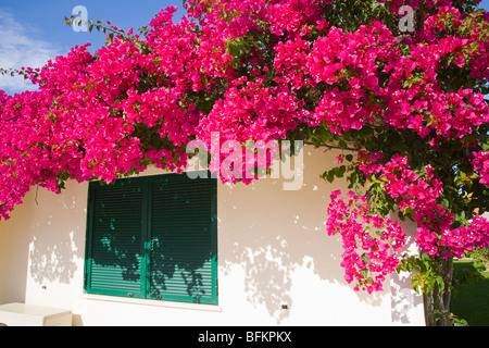 Bougainvillea wächst auf dem Dach eines mediterranen Hauses Stockfoto