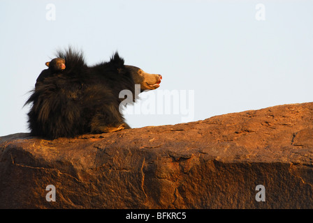 Faultiere tragen Young man Stockfoto