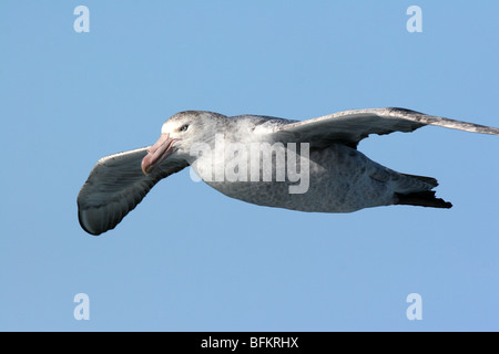 Südlichen Giant Petrel im Flug Stockfoto