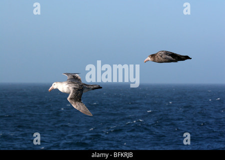 Erwachsene und Jugendliche (1. Jahr) Southern Giant Petrel im Flug, Scotia Meer Stockfoto