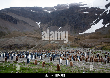 König-Pinguin-Kolonie, Fortuna Bay, Süd-Georgien Stockfoto