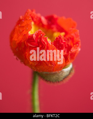 Eine einzelne rote und gelb Mohn gegen einen roten farbigen Hintergrund, Öffnung aus der Knospe. Stockfoto