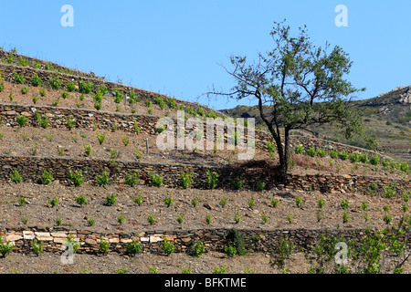 Weinberg in Banyuls, Frankreich Stockfoto