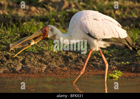 Yellowbilled Storch erwischt ein Wels Stockfoto