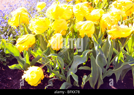 Gelbe gefranste Tulpen Stockfoto