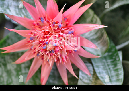 Bromelie Fasciata Blume Stockfoto