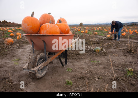 Herbstfest mit Schubkarre voller Kürbisse auf Kürbispflaster mit Frau Marysville Washington Stockfoto