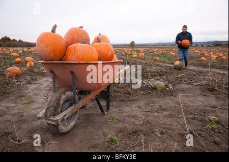 Herbstfest mit Schubkarre voller Kürbisse auf Kürbispflaster mit Frau Marysville Washington Stockfoto