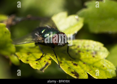 Greenbottle (Dasyphora Cyanella oder Lucillia Caesar) fliegen. Stockfoto