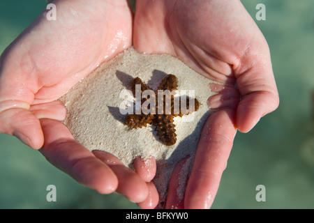 Die Hand einer Frau hält einen live Seestern mit Sand in Cozumel Mexiko Stockfoto