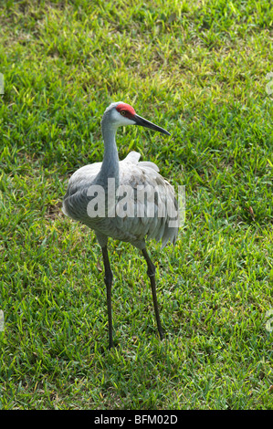 Sandhill Kran (Grus Canadensis) auf einem Golfplatz in Zentral-Florida, USA Stockfoto