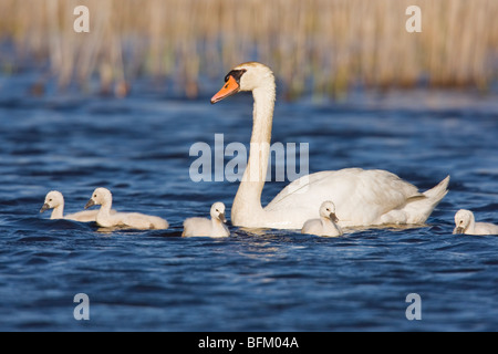 Mute Swan (Cygnus Olor) mit Küken Stockfoto