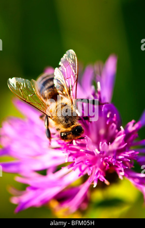 Nahaufnahme der Honigbiene auf Flockenblume Blüte Stockfoto