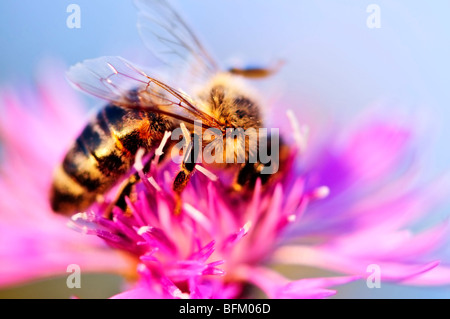 Nahaufnahme der Honigbiene auf Flockenblume Blüte Stockfoto