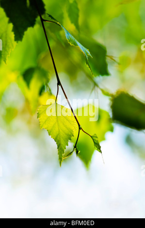 Birke-Baum-Zweig mit grünen Blättern closeup Stockfoto