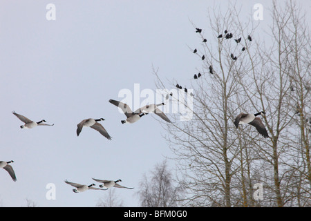 Kanadagans (Branta Canadensis) Rückkehr in ihre Brutgebiete in Nordschweden im Frühjahr. Vaesternorrland, Schweden. Stockfoto