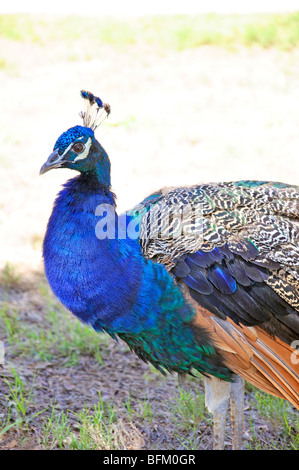 Pfau (Pavo Cristatus) Stockfoto