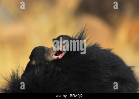 Junge süße Tuch Bärenjungen Stockfoto