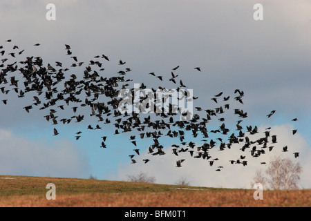 Große Schwärme von Zugvögeln Nebelkrähen zurück in ihre Brutgebiete in Nordschweden Stockfoto